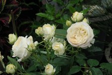 Rose unbekannt 0223.jpg