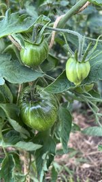 IMG_6424.jpeg
