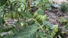 IMG_6427.jpeg