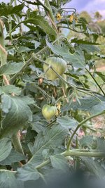 IMG_6439.jpeg