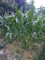 IMG_20230630_212215.webp