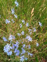 IMG_20230628_084540_1 wegwarte.jpg