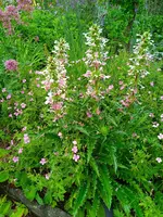 IMG_20230630_165154_1 distel.webp