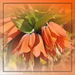 Juli 31.webp