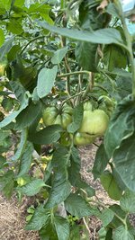IMG_6449.jpeg