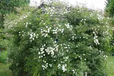 Rose Unschuld0223.webp