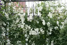 Rose Meidiland Alba0218.webp