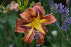DSC00695.JPG