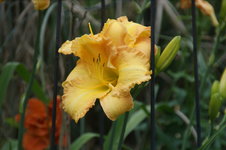 DSC00696.JPG