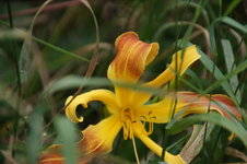 DSC00698.JPG