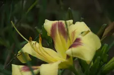 DSC00699.webp