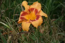 DSC00701.webp