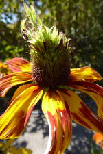 08 08 Sonnenhut, Rudbeckie mit Auswuchs 4.JPG