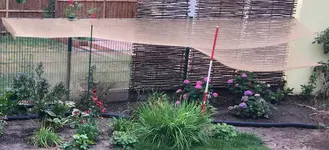 Beschattung mit Jute-Ballentuch für Hortensien.webp