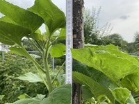 k-IMG_4959.JPG