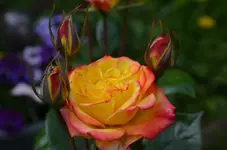 DSC_0396 (1).webp
