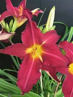 64-Autuum Wine_03.jpg