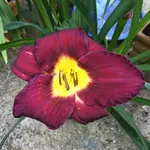 67_Bella Lugosi_02.webp