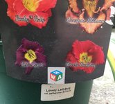 68_Lovely Ladyburg_03.jpg