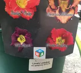 68_Lovely Ladyburg_03.webp