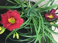 68_Lovely Ladyburg_rechts_67_Bella Lugosi.webp