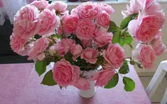 rosen.webp