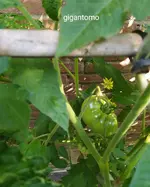 IMG_20230704_094157.webp