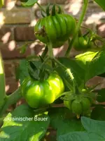IMG_20230704_093901.webp