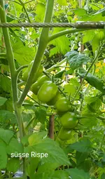 IMG_20230704_092219.webp