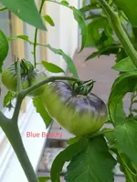 IMG_20230704_091903.webp