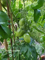 IMG_20230704_091958.webp