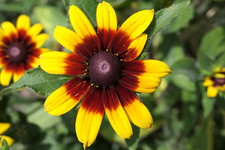 06 27 Rudbeckie gelb braun 1.JPG