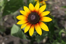 06 27 Rudbeckie gelb braun 2.JPG