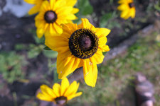 06 27 Rudbeckie gelb.jpg