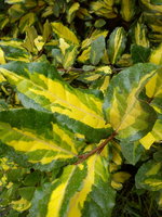 DSC07253.jpg