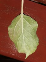 IMG_20230704_204815.jpg