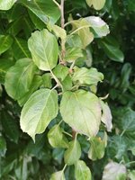 IMG_20230704_204204.jpg