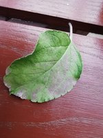 IMG_20230704_203056.jpg