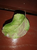 IMG_20230704_203101.jpg