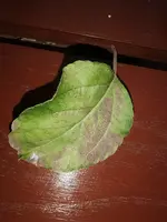 IMG_20230704_203101.jpg