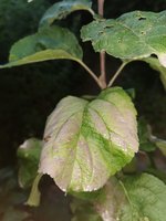 IMG_20230704_204140.jpg