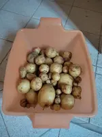 1688532705651.webp