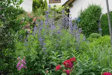 Indigolupine  0123.webp