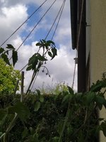 IMG_20230705_115551.jpg