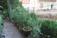 Juli    0323.webp
