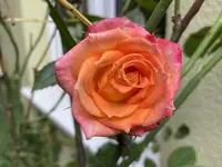 6EB89C10-BC23-4578-8CED-DF7DCBBA096F.jpeg