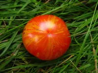 starfire_isis_0.webp