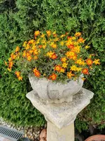 IMG_20230705_173855.webp