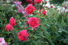 Rose Out of Rosenheim1819.JPG
