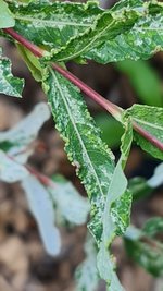 20230707_084838.jpg